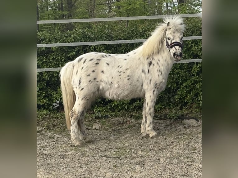 Shetland Ponys Mix Merrie 19 Jaar 113 cm Appaloosa in Ennigerloh