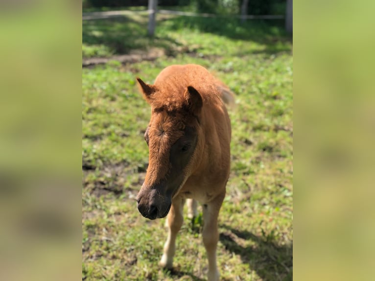 Shetland Ponys Merrie 1 Jaar 100 cm Donkere-vos in Lemgow