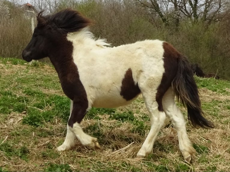 Shetland Ponys Merrie 1 Jaar 100 cm Gevlekt-paard in Riegersburg