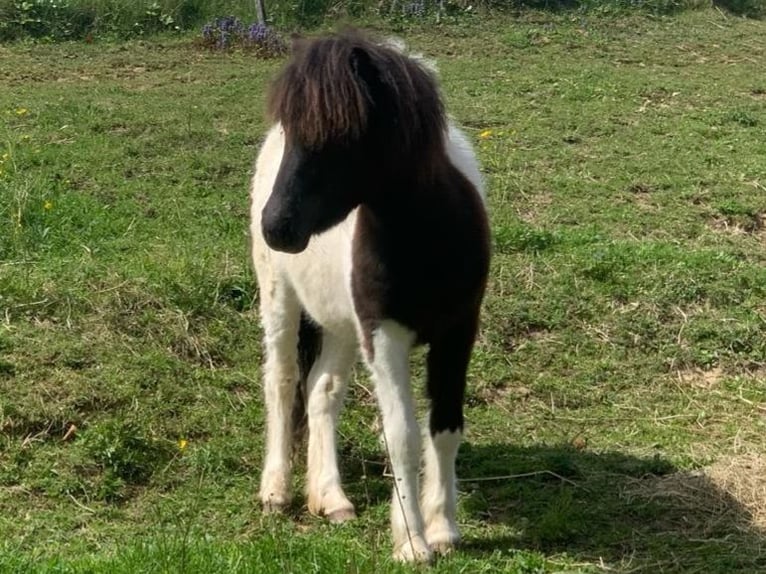 Shetland Ponys Merrie 1 Jaar 100 cm Gevlekt-paard in Riegersburg