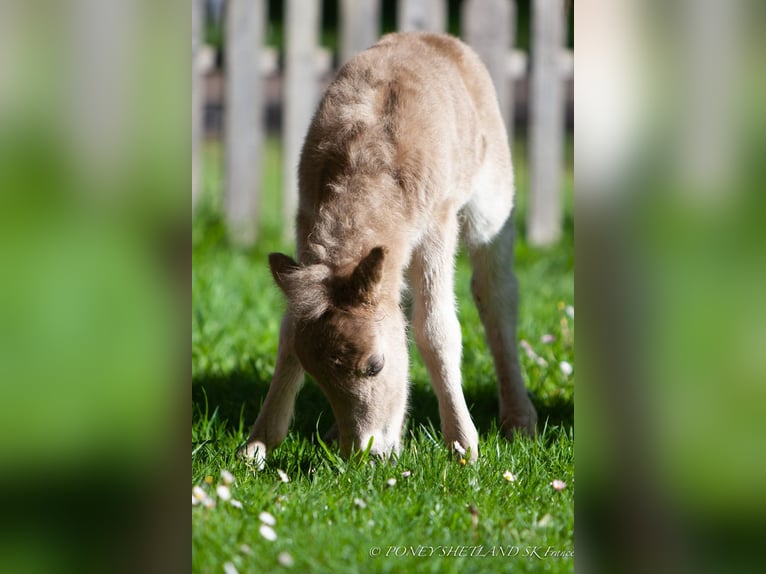 Shetland Ponys Merrie 1 Jaar 100 cm Vos in Courtonne-la-Meurdrac