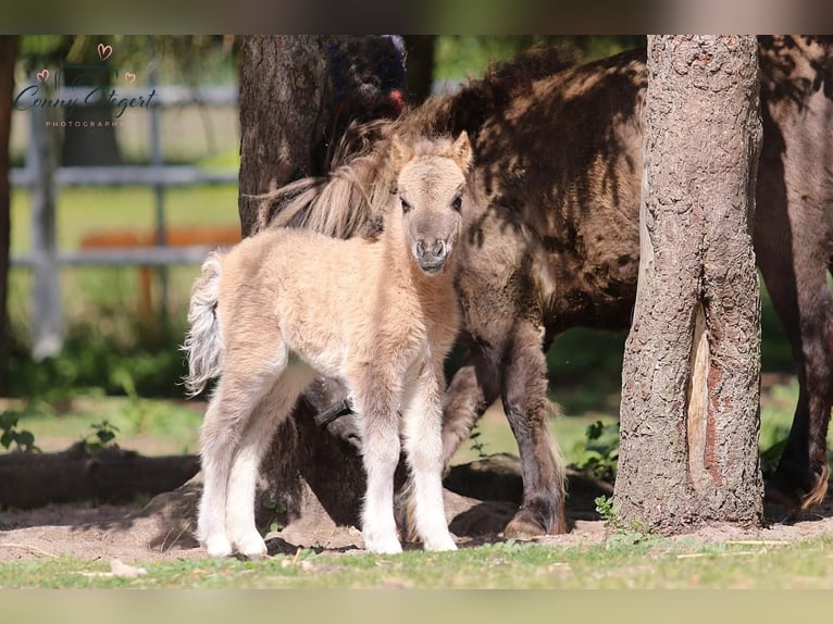 Shetland Ponys Merrie 1 Jaar 104 cm Falbe in Gardelegen