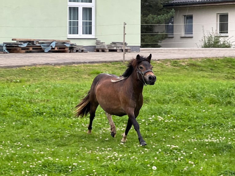 Shetland Ponys Merrie 1 Jaar 105 cm Gevlekt-paard in Grimmen