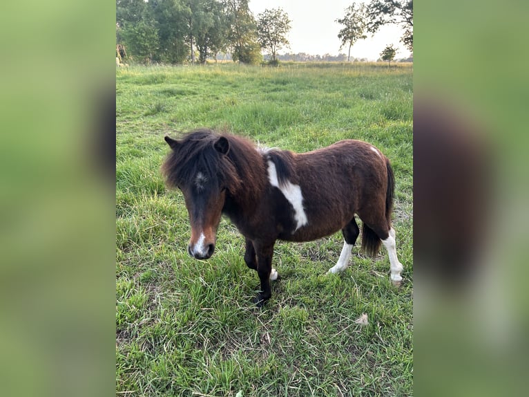 Shetland Ponys Merrie 1 Jaar 105 cm Gevlekt-paard in Westerstede