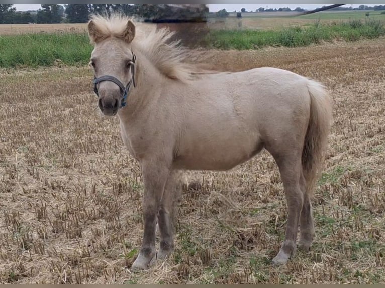 Shetland Ponys Merrie 1 Jaar 105 cm Palomino in Ebersbach