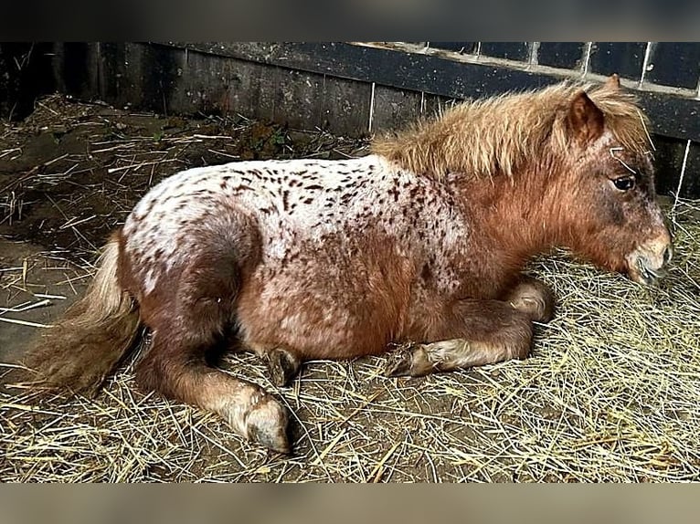 Shetland Ponys Merrie 1 Jaar 110 cm Appaloosa in Wermelskirchen