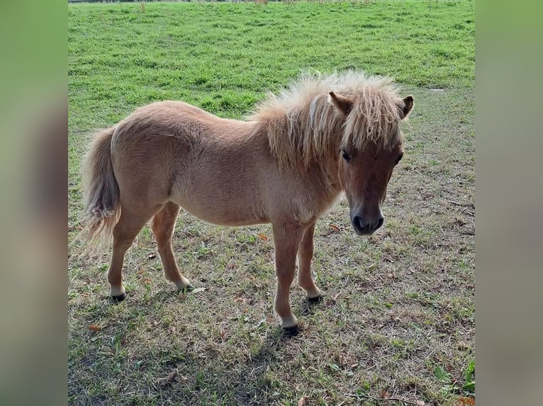 Shetland Ponys Merrie 1 Jaar 80 cm Falbe in Großenkneten