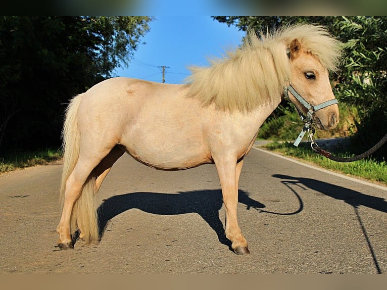 Shetland Ponys Mix Merrie 1 Jaar 80 cm Palomino in Wawrze&#x144;czyce