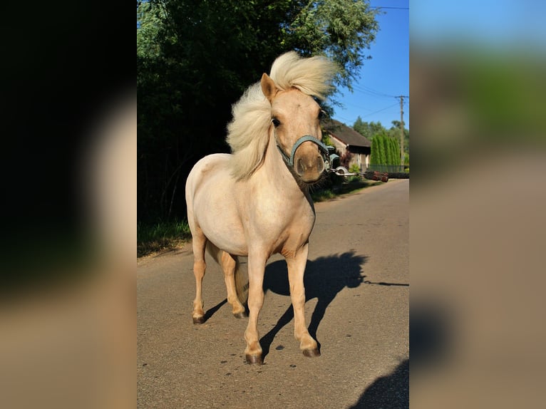 Shetland Ponys Mix Merrie 1 Jaar 80 cm Palomino in Wawrze&#x144;czyce
