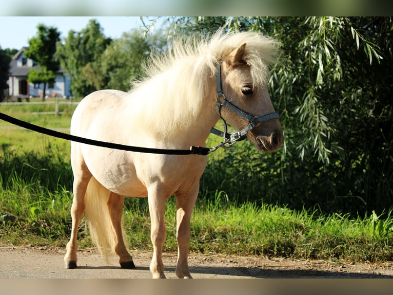 Shetland Ponys Mix Merrie 1 Jaar 80 cm Palomino in Wawrze&#x144;czyce