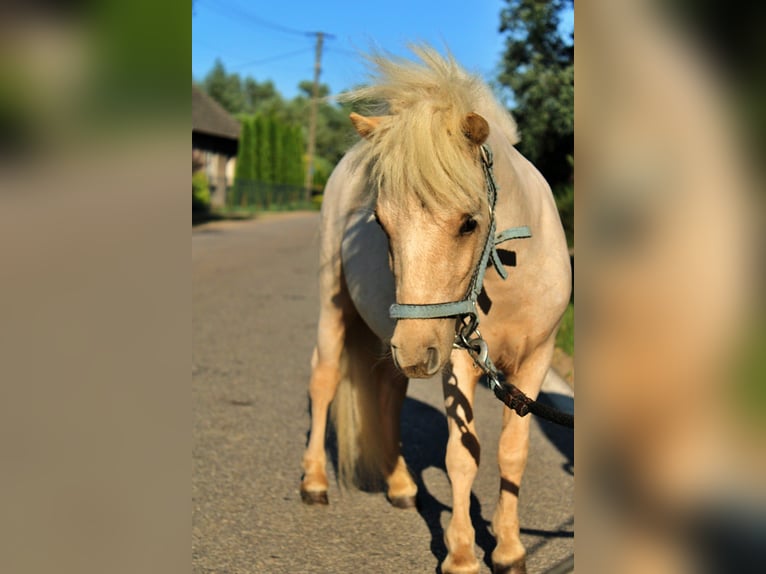 Shetland Ponys Mix Merrie 1 Jaar 80 cm Palomino in Wawrze&#x144;czyce