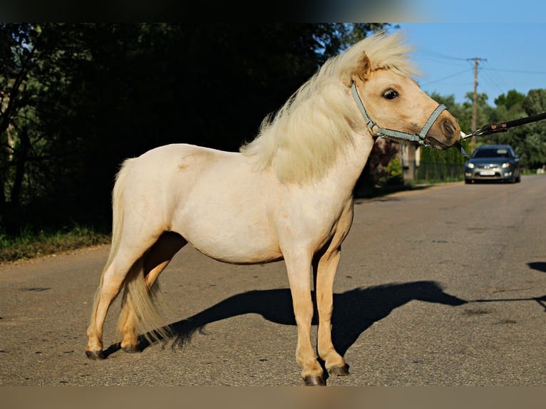 Shetland Ponys Mix Merrie 1 Jaar 80 cm Palomino in Wawrze&#x144;czyce