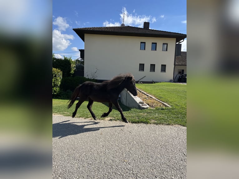 Shetland Ponys Merrie 1 Jaar 80 cm  in Waizenkirchen