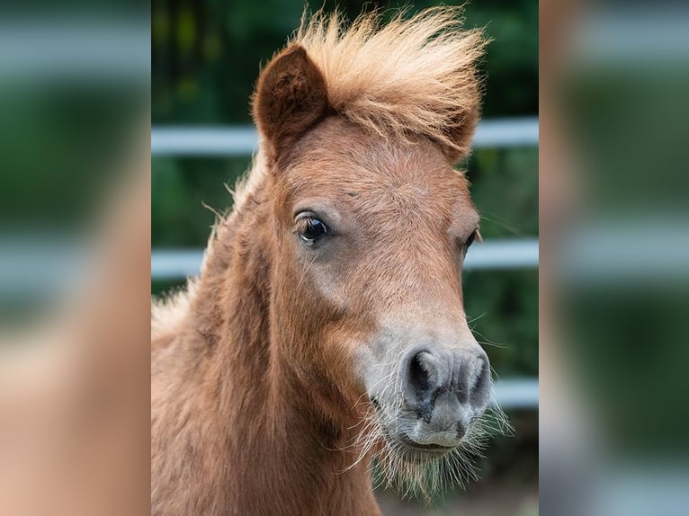 Shetland Ponys Merrie 1 Jaar 80 cm Vos in Legionowo