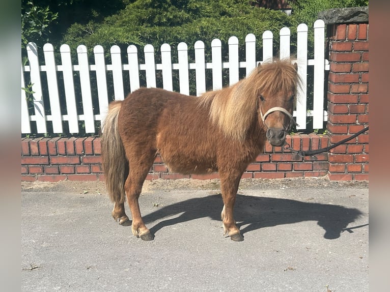 Shetland Ponys Merrie 1 Jaar 85 cm Vos in Bad Laer