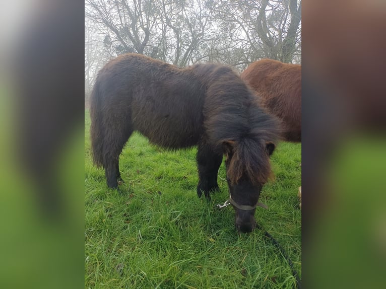 Shetland Ponys Merrie 1 Jaar 85 cm Zwart in vernon