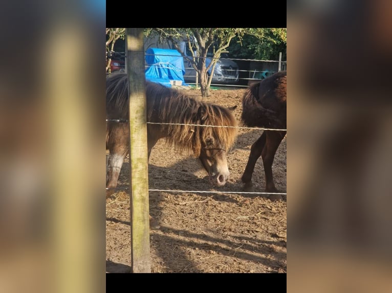 Shetland Ponys Mix Merrie 1 Jaar 90 cm Appaloosa in &#xC9;couen