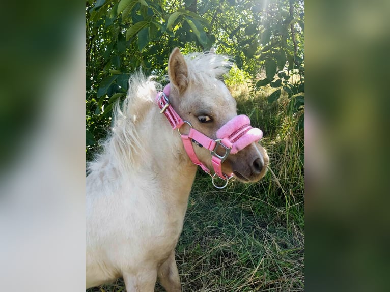 Shetland Ponys Mix Merrie 1 Jaar 90 cm Gevlekt-paard in Distroff