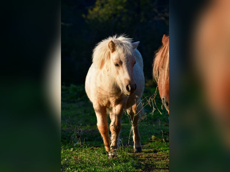 Shetland Ponys Merrie 1 Jaar 90 cm Palomino in POUILLY LES FEURS