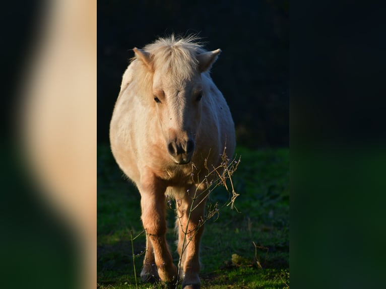 Shetland Ponys Merrie 1 Jaar 90 cm Palomino in POUILLY LES FEURS