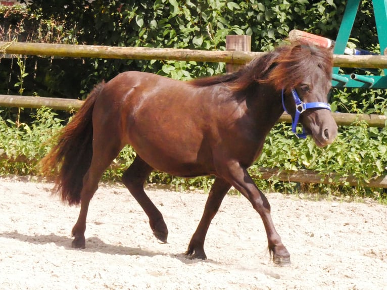 Shetland Ponys Merrie 1 Jaar 90 cm in Dorsten
