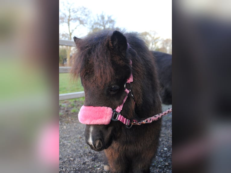 Shetland Ponys Merrie 1 Jaar 90 cm Zwart in Ophemert