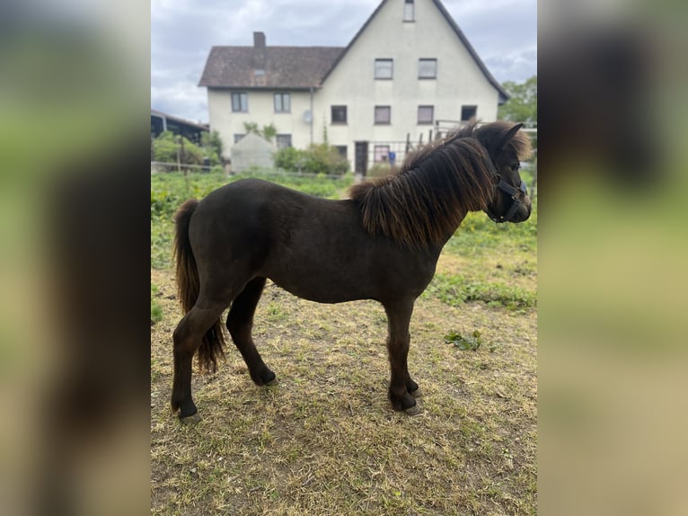 Shetland Ponys Merrie 1 Jaar 94 cm  in Berg