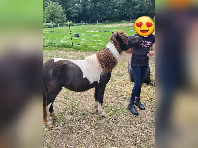 Shetland Ponys Merrie 1 Jaar 95 cm Gevlekt-paard in Verden (Aller)