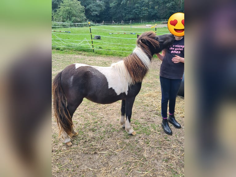 Shetland Ponys Merrie 1 Jaar 95 cm Gevlekt-paard in Verden (Aller)