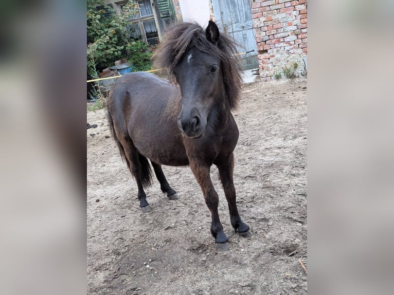 Shetland Ponys Merrie 1 Jaar 97 cm Donkerbruin in Burg