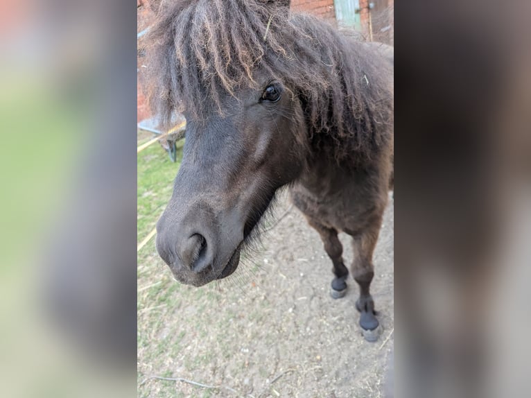 Shetland Ponys Merrie 1 Jaar 97 cm Donkerbruin in Burg