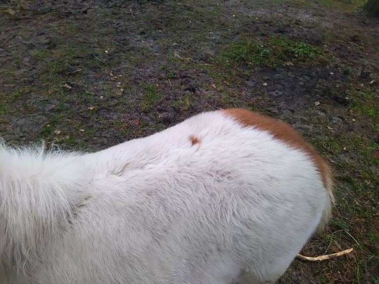 Shetland Ponys Merrie 1 Jaar Gevlekt-paard in Reken