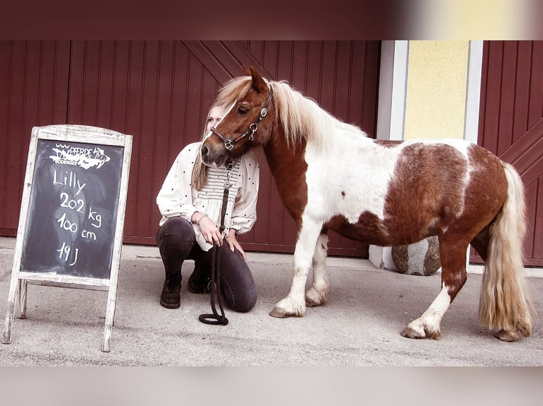 Shetland Ponys Merrie 20 Jaar 100 cm Gevlekt-paard in Stockach
