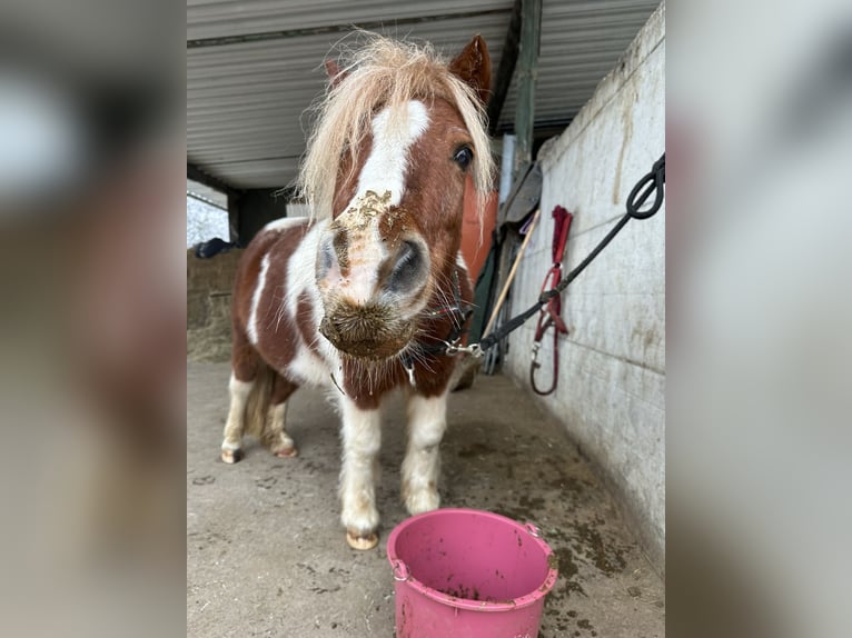 Shetland Ponys Merrie 20 Jaar 100 cm Gevlekt-paard in Stockach