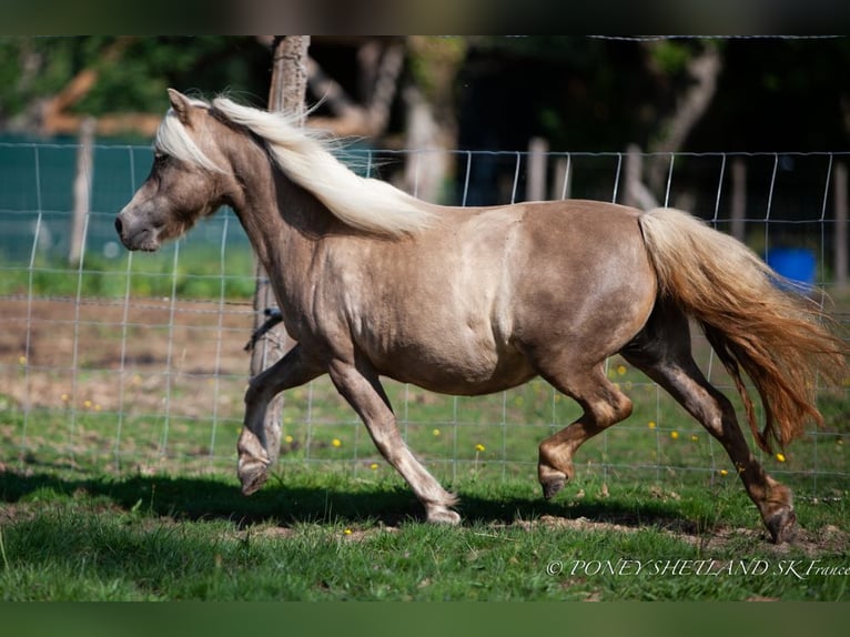 Shetland Ponys Merrie 20 Jaar 100 cm Vos in DEAUVILLE