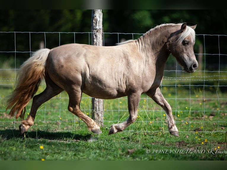 Shetland Ponys Merrie 20 Jaar 100 cm Vos in DEAUVILLE