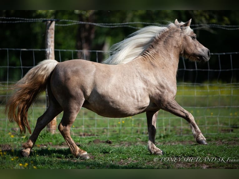 Shetland Ponys Merrie 20 Jaar 100 cm Vos in DEAUVILLE