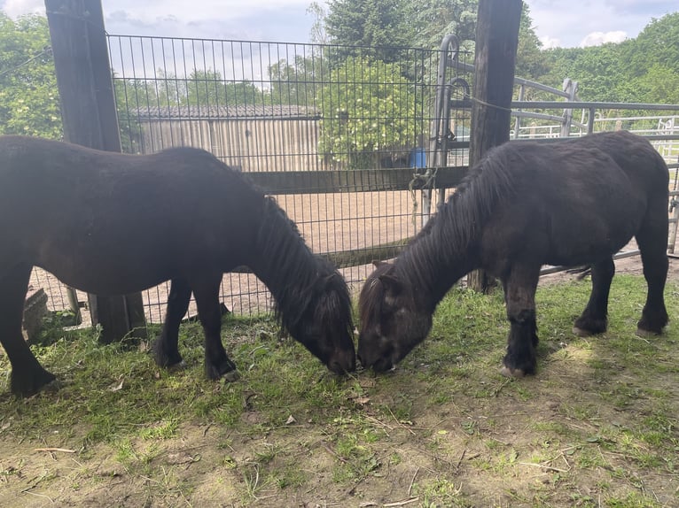 Shetland Ponys Merrie 20 Jaar 110 cm Zwart in HanauHanau