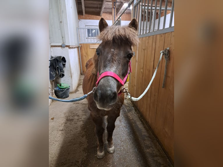 Shetland Ponys Mix Merrie 20 Jaar 120 cm Roodvos in Waldhausen im Strudengau