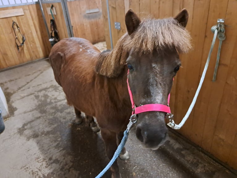 Shetland Ponys Mix Merrie 20 Jaar 120 cm Roodvos in Waldhausen im Strudengau