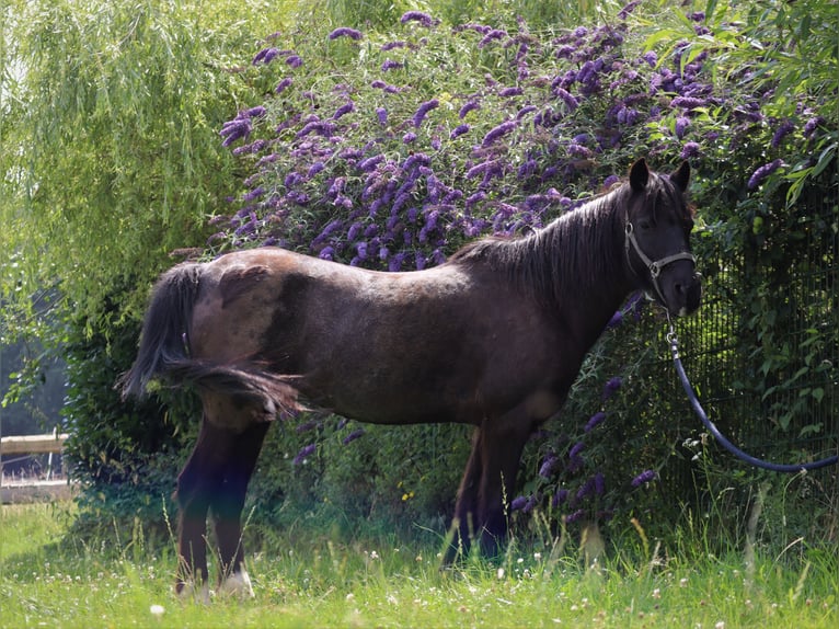 Shetland Ponys Mix Merrie 20 Jaar 128 cm Zwart in Much
