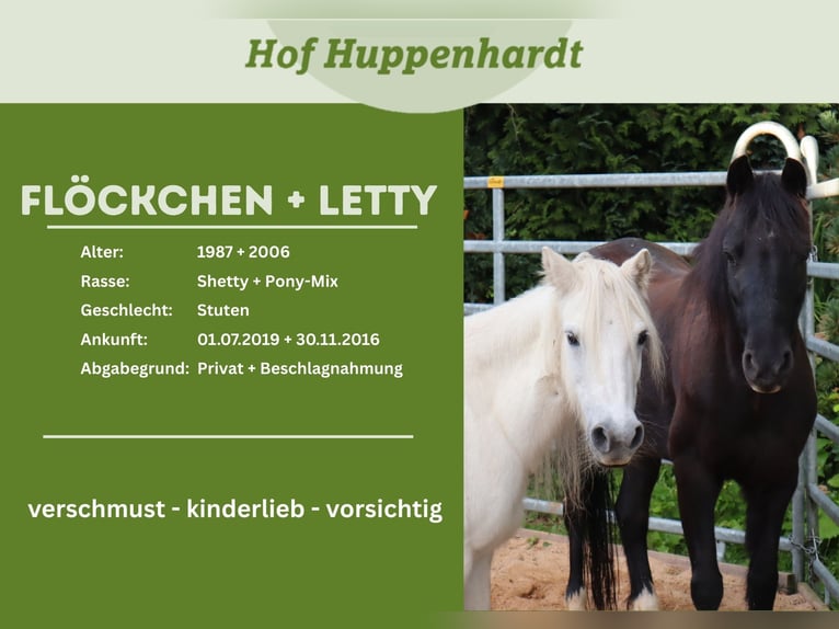 Shetland Ponys Mix Merrie 20 Jaar 128 cm Zwart in Much