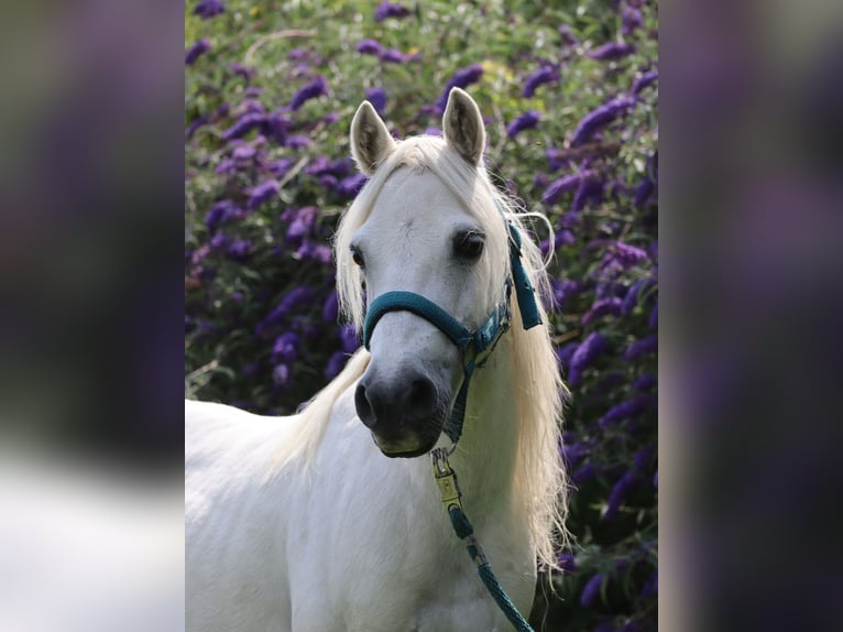 Shetland Ponys Mix Merrie 20 Jaar 128 cm Zwart in Much