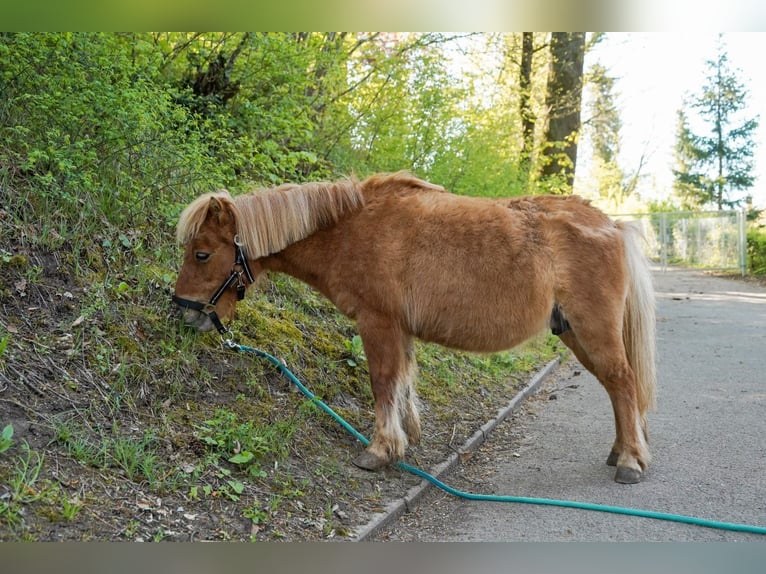 Shetland Ponys Merrie 20 Jaar 90 cm Vos in Lorch