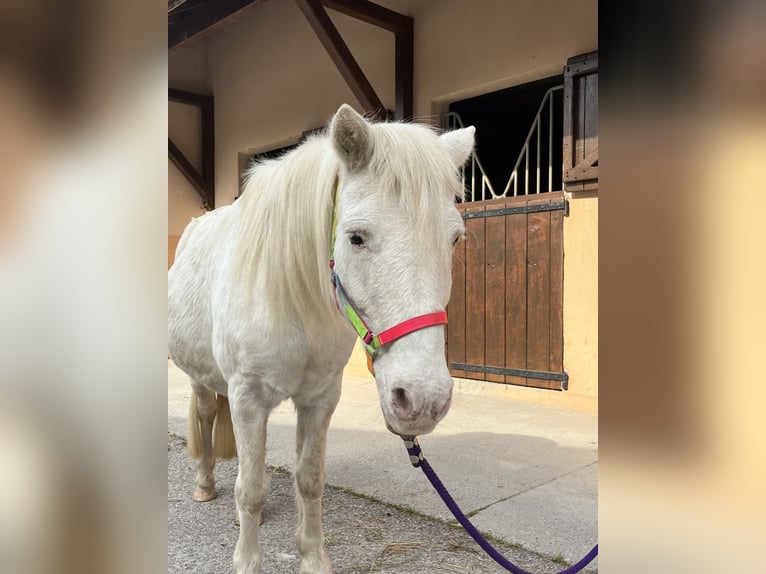 Shetland Ponys Merrie 21 Jaar 112 cm Wit in CourtenayMorestel