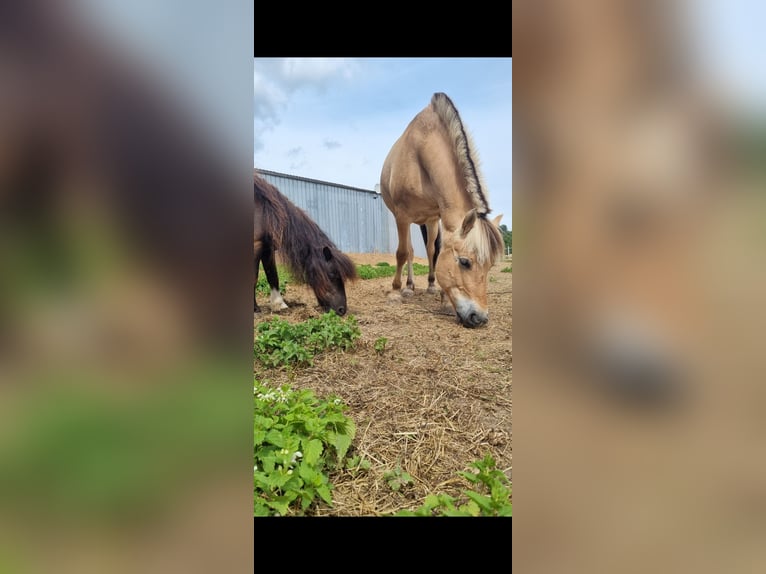 Shetland Ponys Merrie 21 Jaar 86 cm in Sinsheim