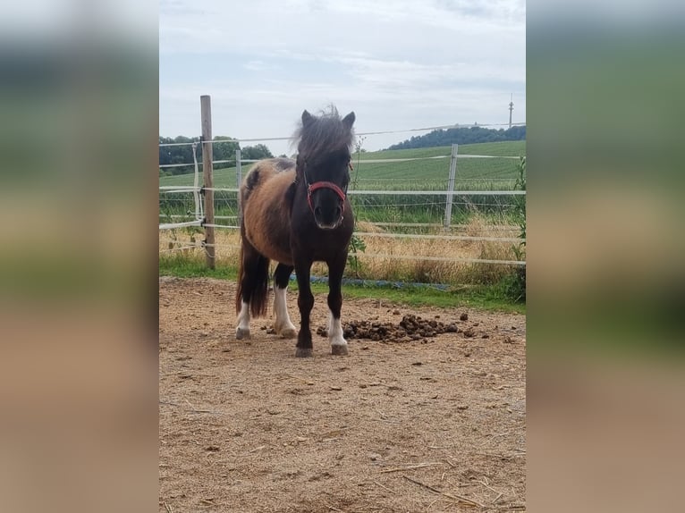 Shetland Ponys Merrie 21 Jaar 86 cm in Sinsheim