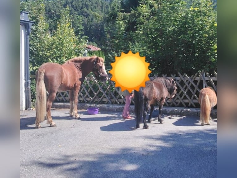 Shetland Ponys Merrie 22 Jaar 105 cm  in Tirol