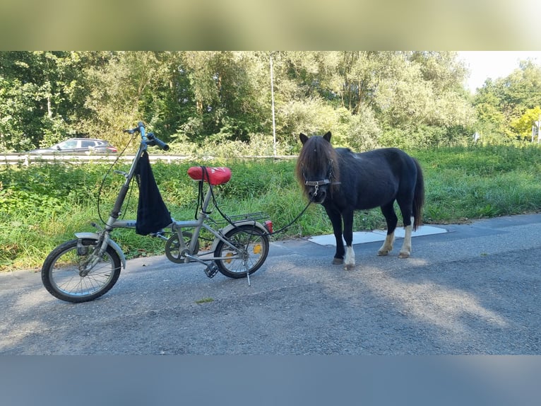 Shetland Ponys Merrie 22 Jaar 86 cm in Sinsheim