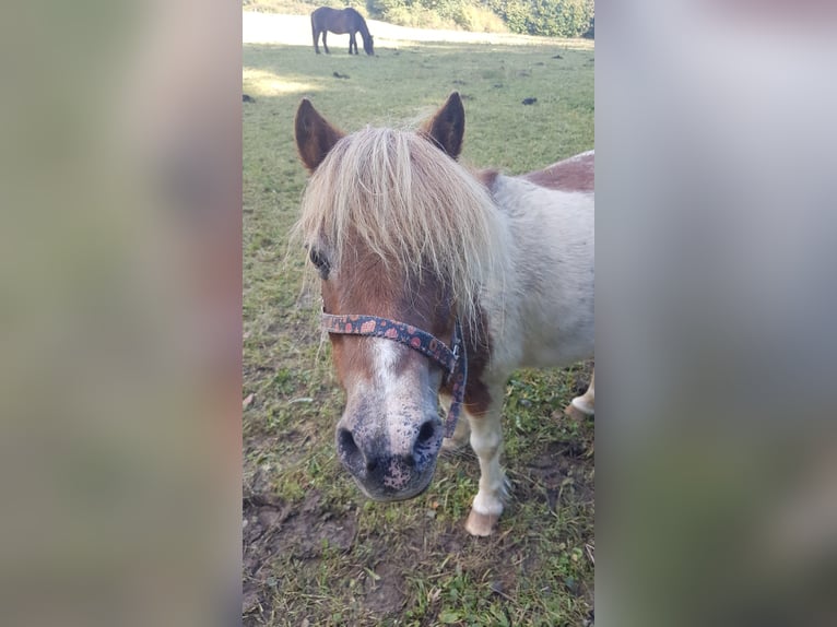 Shetland Ponys Mix Merrie 24 Jaar 105 cm Gevlekt-paard in Sinntal